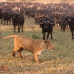 herd_mentality