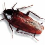 cockroach cockroach