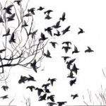 bird-flock bird-flock