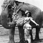circus_elephant circus_elephant