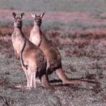 kangaroo