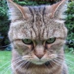 disapproval