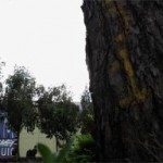 426-smandtree
