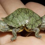 TMNT TMNT
