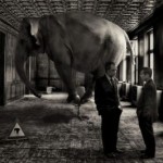 elephant_in-the_room elephant_in-the_room