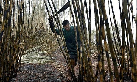 sugar_harvest