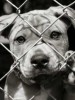 In Defense of the Animals: They have rights, too