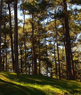 Trees have historically been a proven source of income in the Philippines.