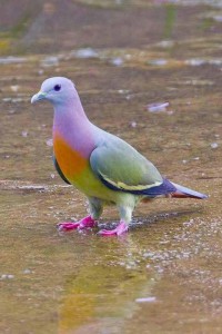 colorful pigeon