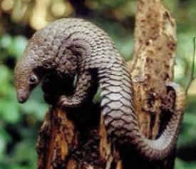 pangolin