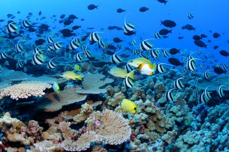 Coral reefs were once a vast natural resource in the Philippines.