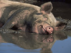 lynn-m-stone-domestic-pig-wallowing-in-mud-usa