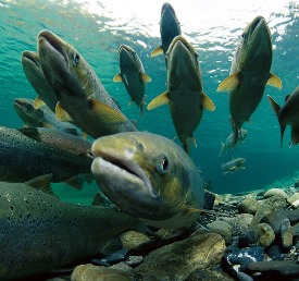 Highly-motivated Atlantic salmon