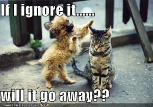 funny-pictures-cat-ignores-dog