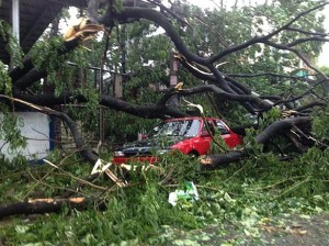 tree crashes on car typhoon glenda