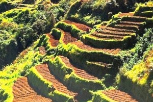 benguet pine forest turned into vegetable farms