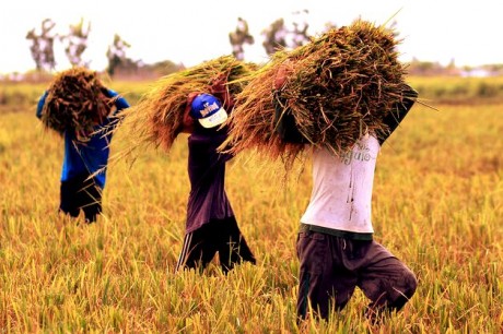 philippines_sugar_plantation