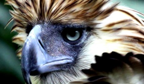 philippine_eagle_pamana