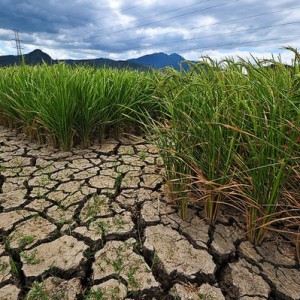 Drought-tolerant rice: Initiatives to secure the Philippines against environmental disaster should be top of mind in its leaders. (Source: IRRI)