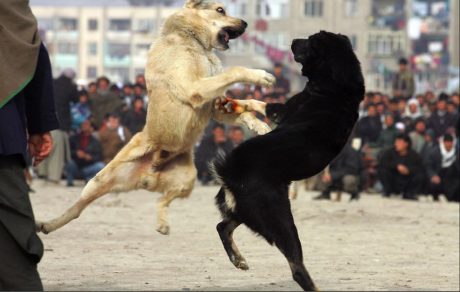 dog-fight
