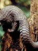 Animal fetish: Frozen pangolin in Chinese fishing boat seized in Philippine waters off Palawan